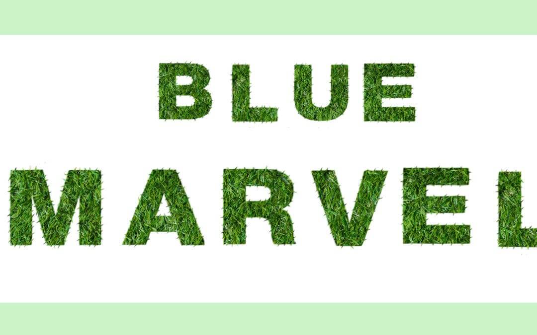 La gramigna – Blue Marvel