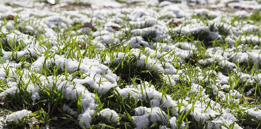Cosa succede al tappeto erboso in inverno?