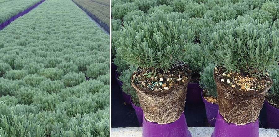 L’utilizzo di NatureLab Top Dresser 21-5-11 è particolarmente indicato per la concimazione di piante ed arbusti in pieno campo ed in vaso
