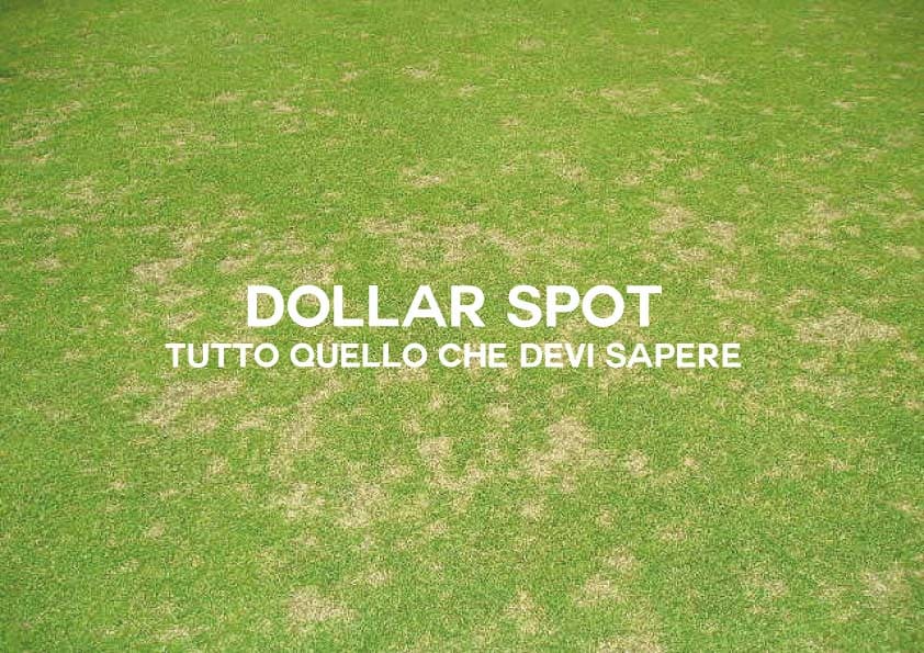 Dollar Spot: Tutto Quello Che Devi Sapere