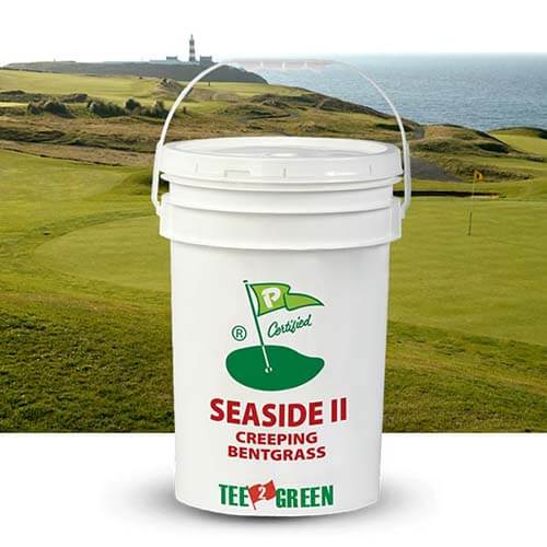 Seaside II ha confermato eccezionale resistenza alla salinità in Irlanda dove è stata l’unica sopravvissuta fra tutte le agrostidi alla prova di sea-spray