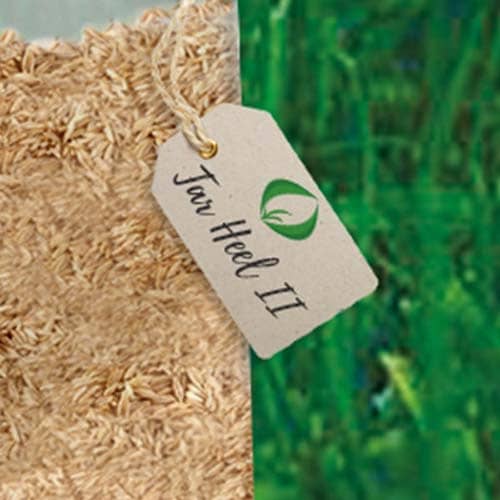 Tar Heel II è una varietà di Festuca Arundinacea di alta qualità sviluppata dalla ricerca Pure-SeedTesting, Inc.