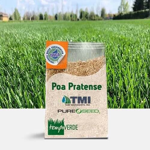 La Poa Pratense è una graminacea dotata di eccezionali caratteristiche di densità, persistenza e capacità di recupero che la rendono essenziale nella costituzione di tappeti erbosi di alta funzionalità e qualità estetica.