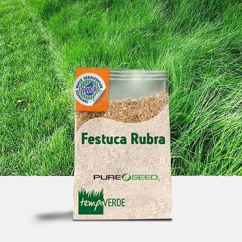 Sotto la comune denominazione Festuca Rubra si distinguono tre specie principali utilizzate nella costituzione di tappeti erbosi e di inerbimenti