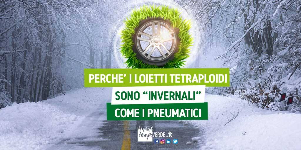 Perché i loietti tetraploidi sono “invernali” come i pneumatici.