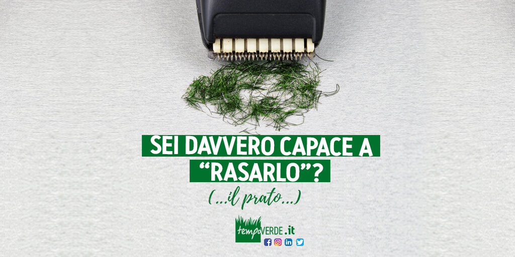 Sei davvero capace a "rasare" il tuo prato nel modo corretto? Ecco qualche consiglio per non sbagliare ed evitare di portare inutili sofferenze al tuo tappeto erboso.