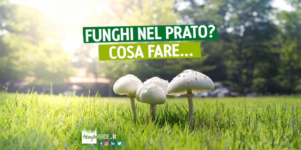 La presenza dei funghi nel prato è spesso legata al clima della stagione ed all’umidità del suolo. Spuntano più facilmente quando siamo in presenza di stagioni piovose con alte temperature o quando irrighiamo eccessivamente ed erroneamente il giardino.