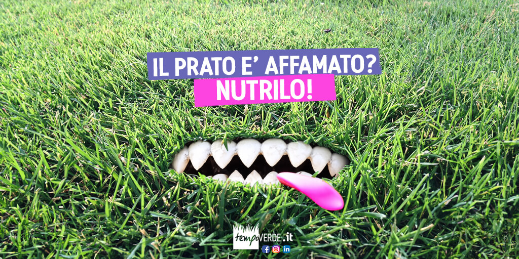 Durante i mesi invernali appena trascorsi il prato ha consumato piano piano le riserve nutritive incamerate nei suoi organi di riserva (stoloni, rizomi e apparati radicali in generale). La disponibilità nel suolo di nutrienti, nelle quantità e nei tempi adeguati alle necessità del tappeto erboso, rappresenta un prerequisito per il suo regolare sviluppo e la corretta crescita dei culmi e delle radici. Con l’aumentare delle ore di luce e con la ripresa termica e l’innalzamento lento ma graduale delle temperature dell’aria e nel suolo, il tappeto erboso necessita di una vera e propria spinta vegetativa, per risvegliare ed accelerare tutti i processi metabolici che hanno rallentato durante l’inverno.